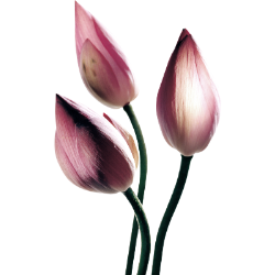 <span style="color: #07aefc"></span>素材