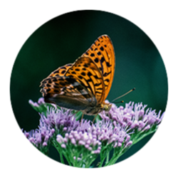 <span style="color: #07aefc"></span>素材