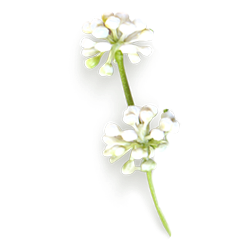 <span style="color: #07aefc"></span>素材