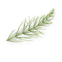 <span style="color: #07aefc"></span>素材