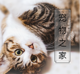 <span style="color: #07aefc"></span>猫咪微信朋友圈封面模板在线设计制作生成